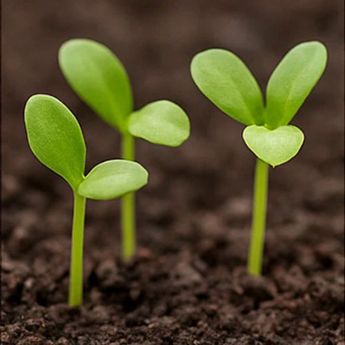 Cluster Beans ( Guar / Gawar ) Seeds