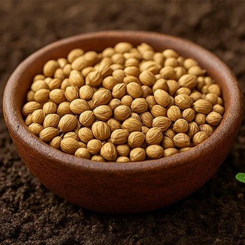 Coriander (Dhaniya) Seeds | धनिया के बीज | కొత్తిమీర గింజలు