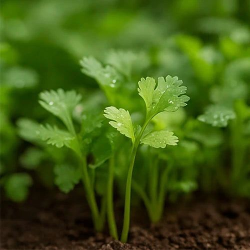 Coriander (Dhaniya) Seeds | धनिया के बीज | కొత్తిమీర గింజలు