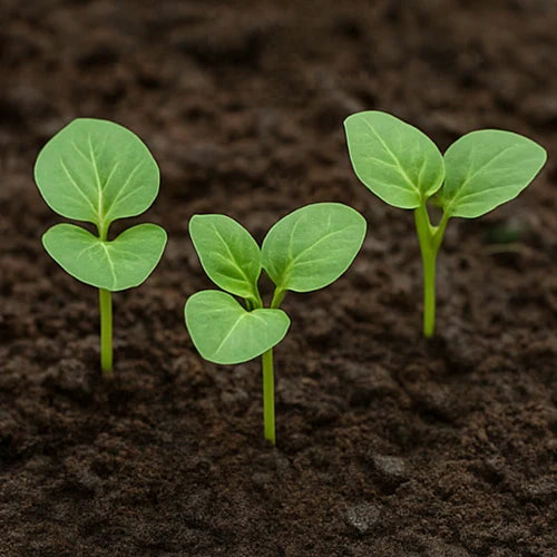 Dolichos ( Chettu & Theega ) Seeds