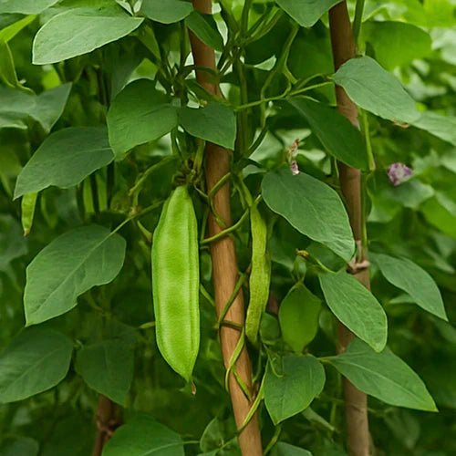 Dolichos ( Chettu & Theega ) Seeds