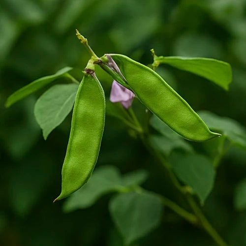 Dolichos ( Chettu & Theega ) Seeds