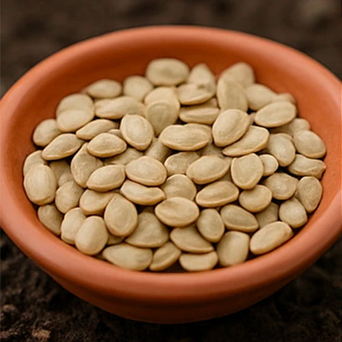 Brinjal (Green) Seeds | हरे बैंगन के बीज | ఆకుపచ్చ వంకాయ గింజలు