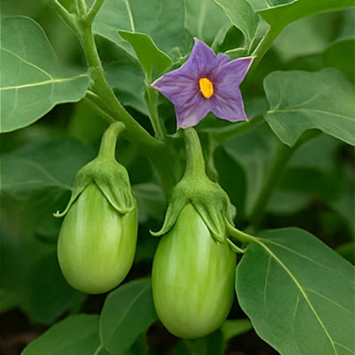 Brinjal (Green) Seeds | हरे बैंगन के बीज | ఆకుపచ్చ వంకాయ గింజలు