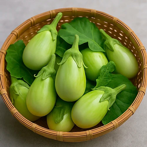 Brinjal (Green) Seeds | हरे बैंगन के बीज | ఆకుపచ్చ వంకాయ గింజలు