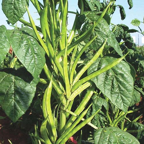 Cluster Beans ( Guar / Gawar ) Seeds