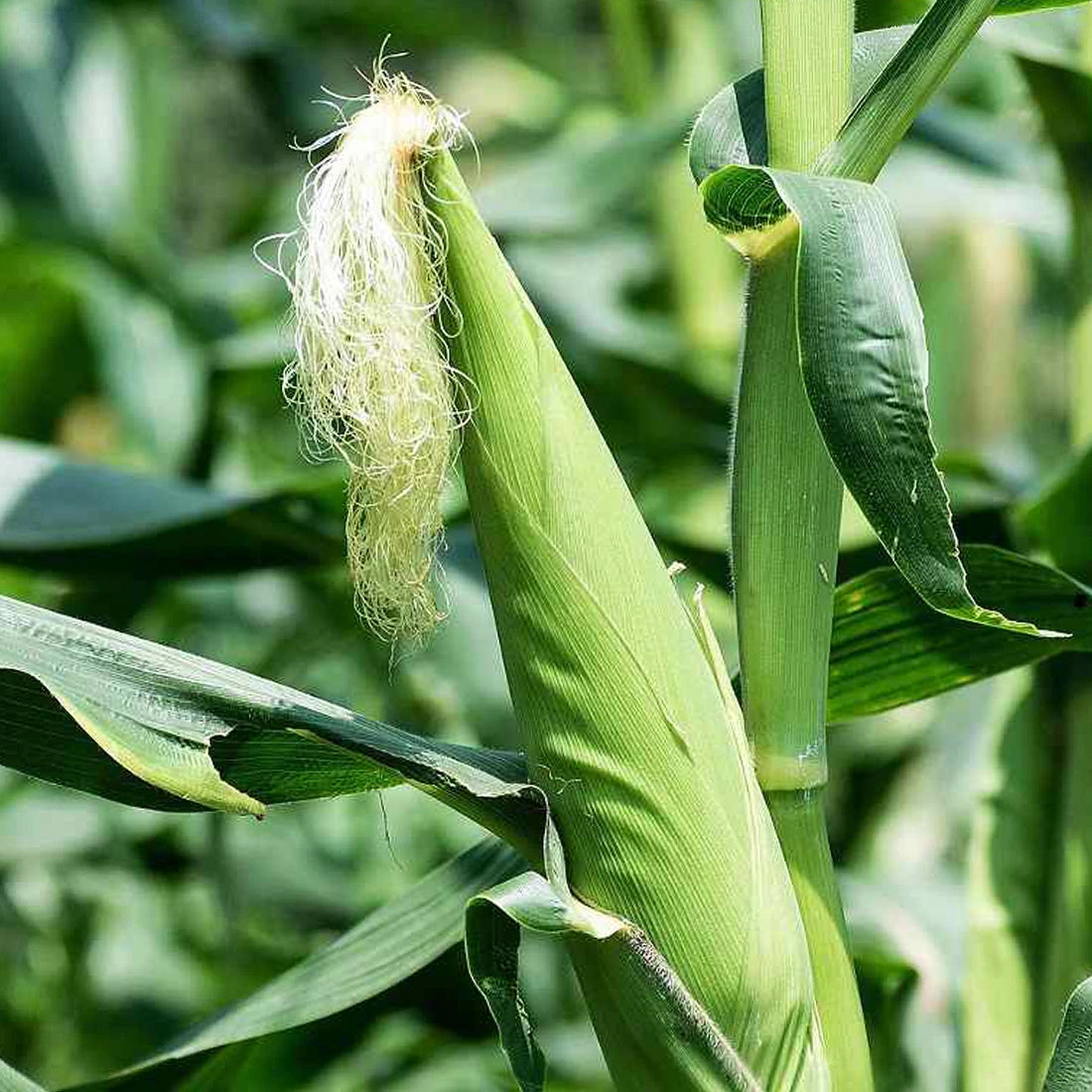 indian corn seeds for planting Buy Indian Corn/Maize Seeds