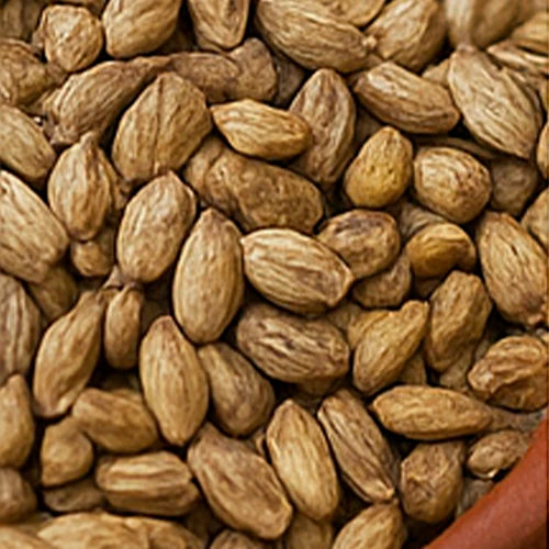 Palak (Spinach) Seeds | पालक के बीज | పాలకూర గింజలు