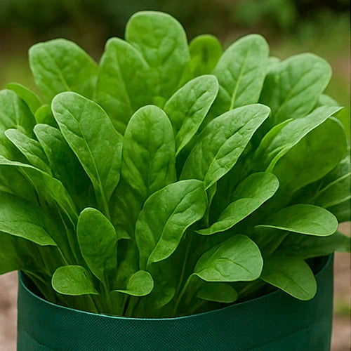 Palak (Spinach) Seeds | पालक के बीज | పాలకూర గింజలు