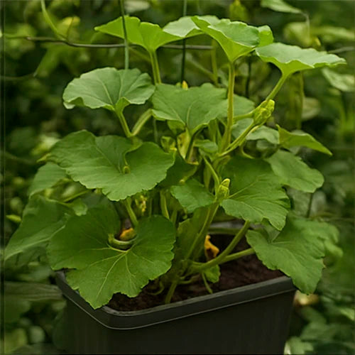 Pumpkin (Gummadikaya / Kaddu) Seeds | कद्दू के बीज | గుమ్మడికాయ గింజలు