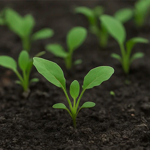 Brinjal (Purple) Seeds | बैंगनी बैंगन के बीज | ఊదా వంకాయ గింజలు