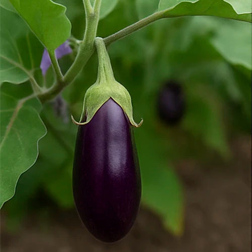 Brinjal (Purple) Seeds | बैंगनी बैंगन के बीज | ఊదా వంకాయ గింజలు