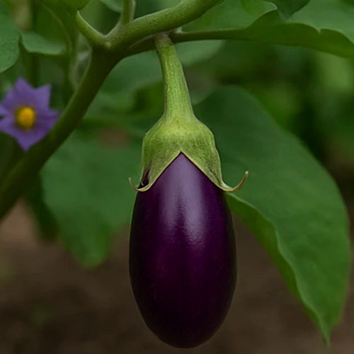 Brinjal (Purple) Seeds | बैंगनी बैंगन के बीज | ఊదా వంకాయ గింజలు