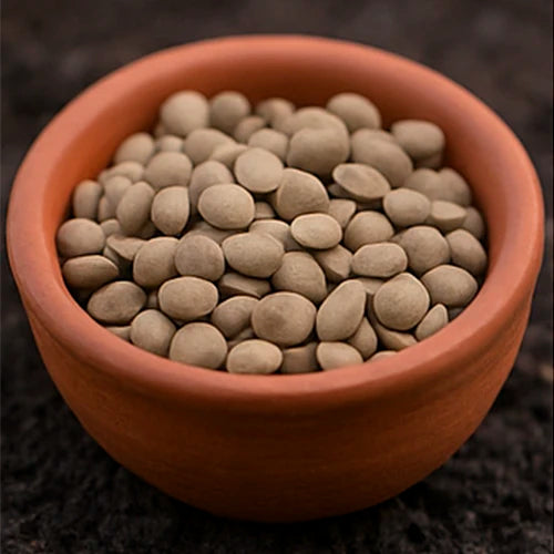 Radish Seeds | मूली के बीज | ముల్లంగి గింజలు