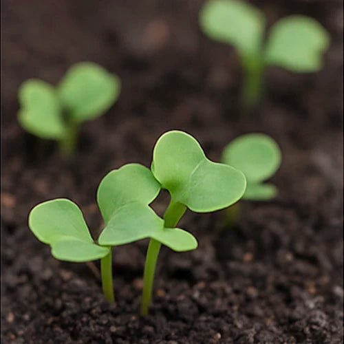 Radish Seeds | मूली के बीज | ముల్లంగి గింజలు