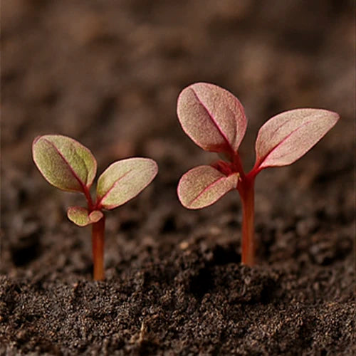 Red Amaranthus (Thotakura) Seeds | लाल चौलाई के बीज | ఎర్ర తోటకూర గింజలు