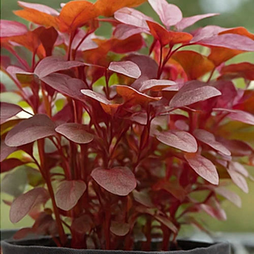 Red Amaranthus (Thotakura) Seeds | लाल चौलाई के बीज | ఎర్ర తోటకూర గింజలు