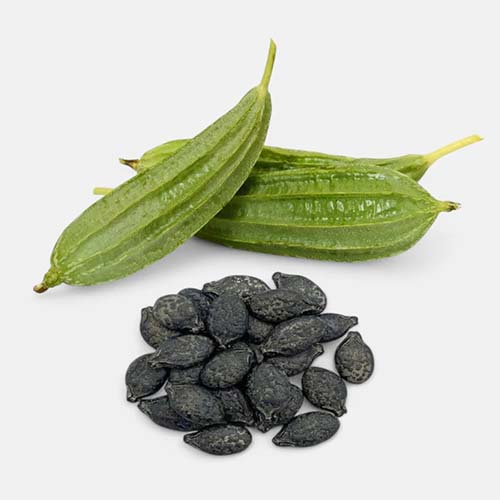 Buy Summer Gourd Seeds Combo Pack Online