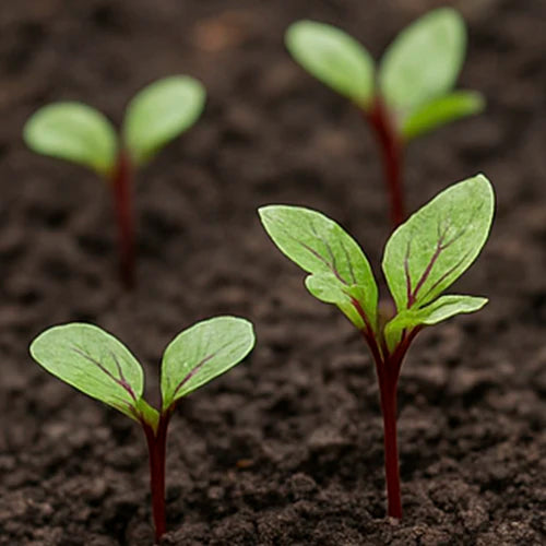 Roselle (Gongura) Seeds | गोंगुरा के बीज | గోంగూర గింజలు