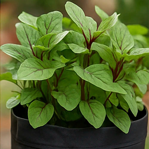 Roselle (Gongura) Seeds | गोंगुरा के बीज | గోంగూర గింజలు