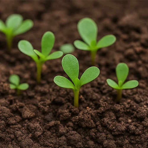Sirikura (Purslane) Seeds | कुलफा के बीज | సిర్రికూర గింజలు