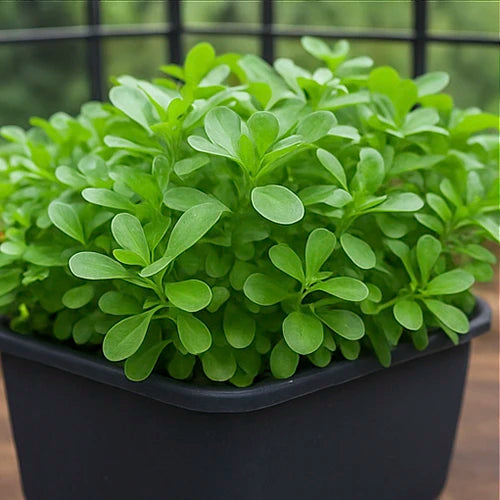 Sirikura (Purslane) Seeds | कुलफा के बीज | సిర్రికూర గింజలు