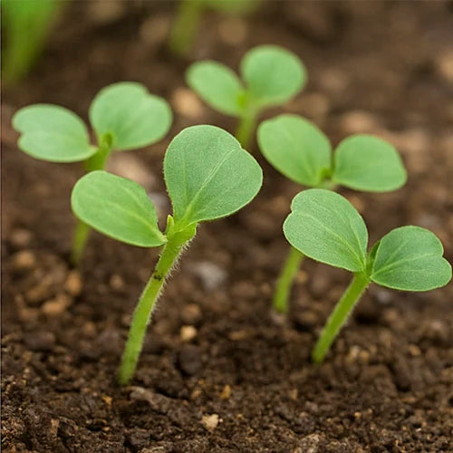 Snakegourd (Potlakaya / Chichinda) Seeds | चिचिंडा के बीज | పొట్లకాయ గింజలు
