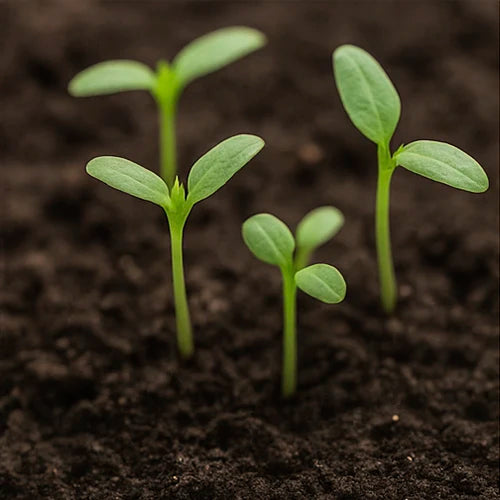 Tomato Seeds