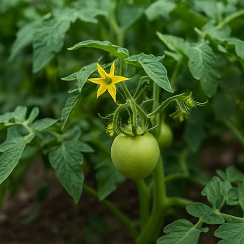 Tomato Seeds