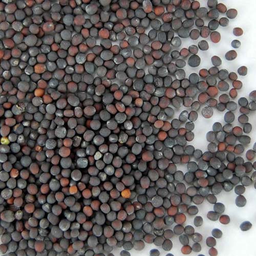 Cabbage Seeds