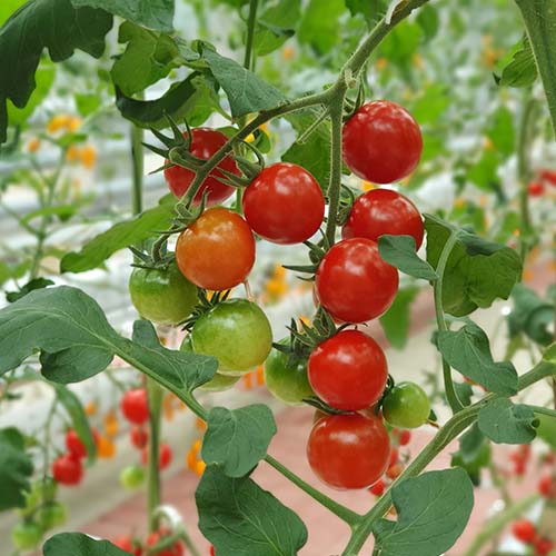 Tomato Seeds