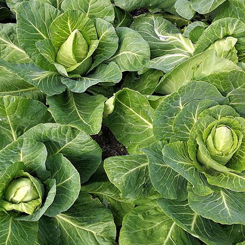 Cabbage Seeds