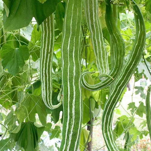 Buy Hydration Fruits Seeds Combo Online