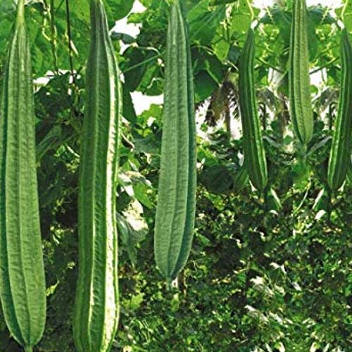 Ridgegourd ( Beerakaya / Turai ) Seeds
