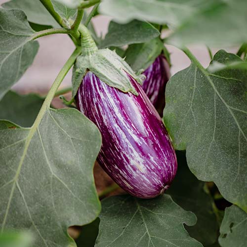 Brinjal ( Purple ) Seeds