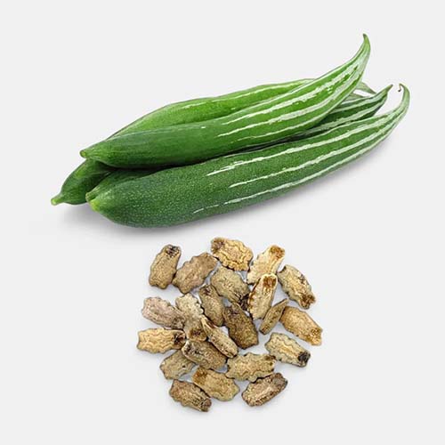 preparing snake gourd seeds for planting Buy Snake gourd ( Potlakaya ) Seeds Online in India – SeedVanam